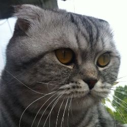 Филимон