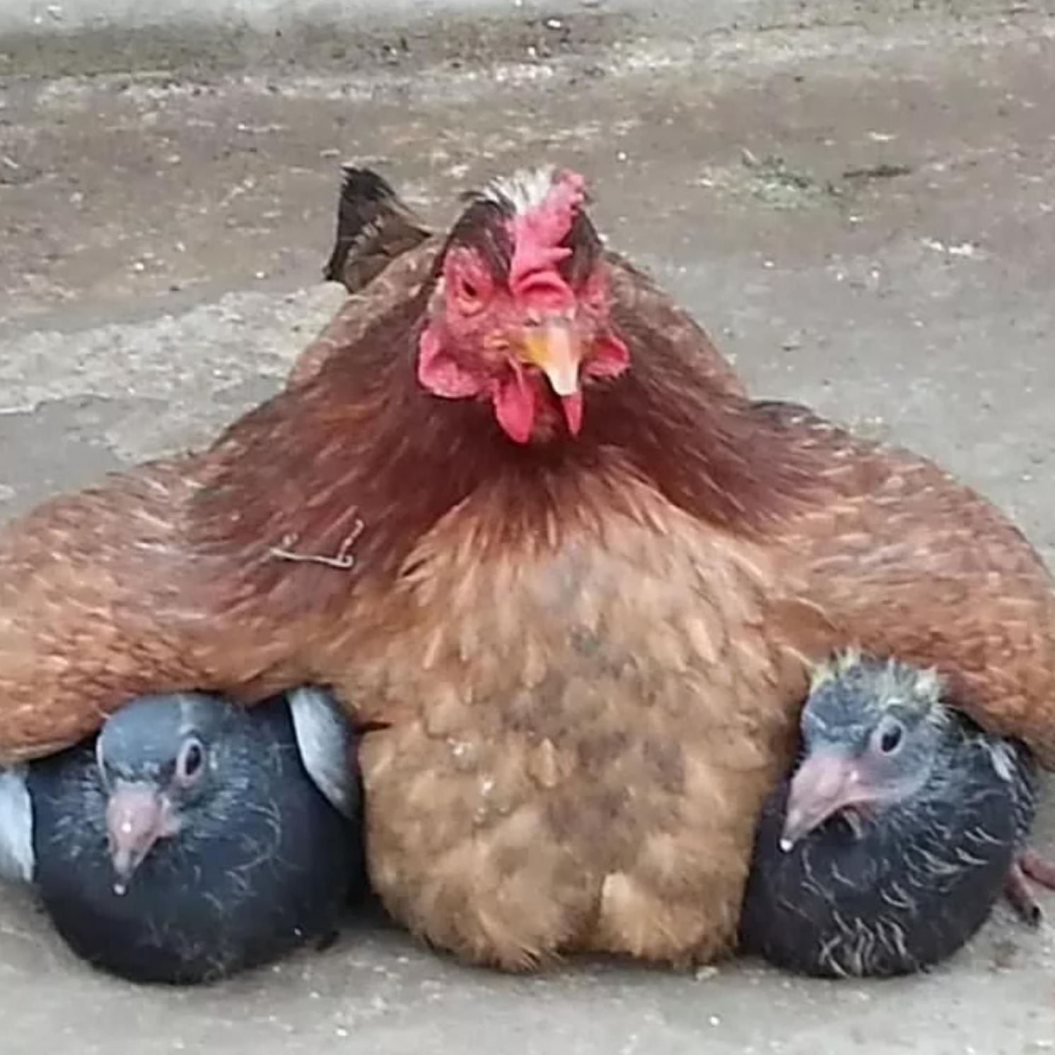 Вася