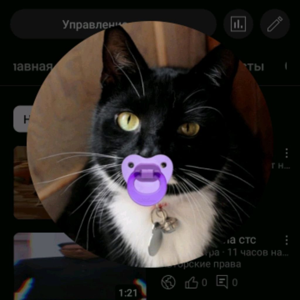 Котенок сталин