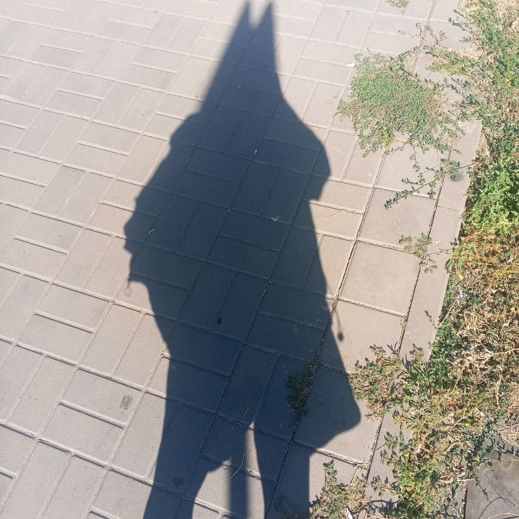Енот в деле😎