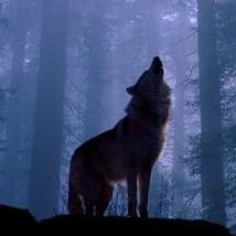 WolfWerwolf