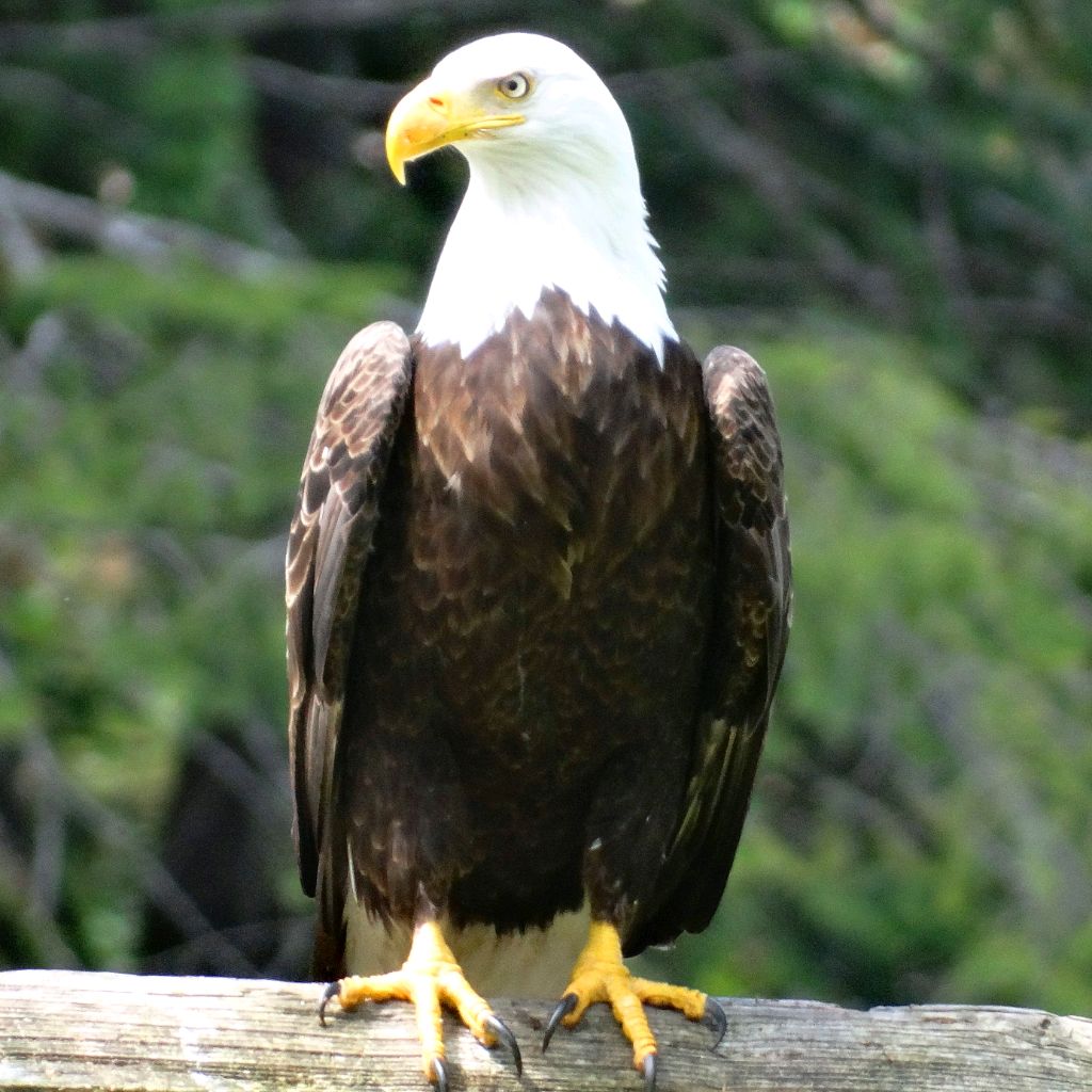 Golden Eagle
