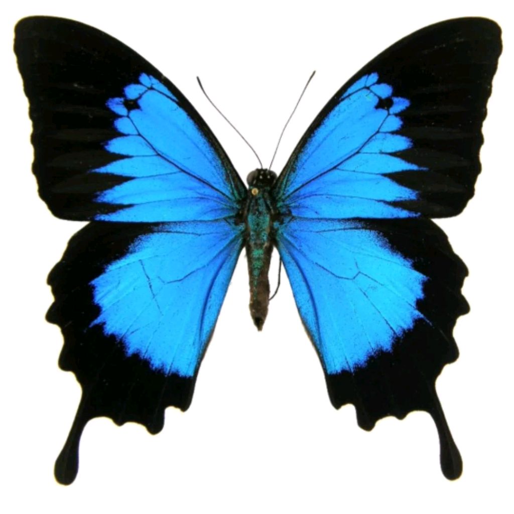 Лина Га