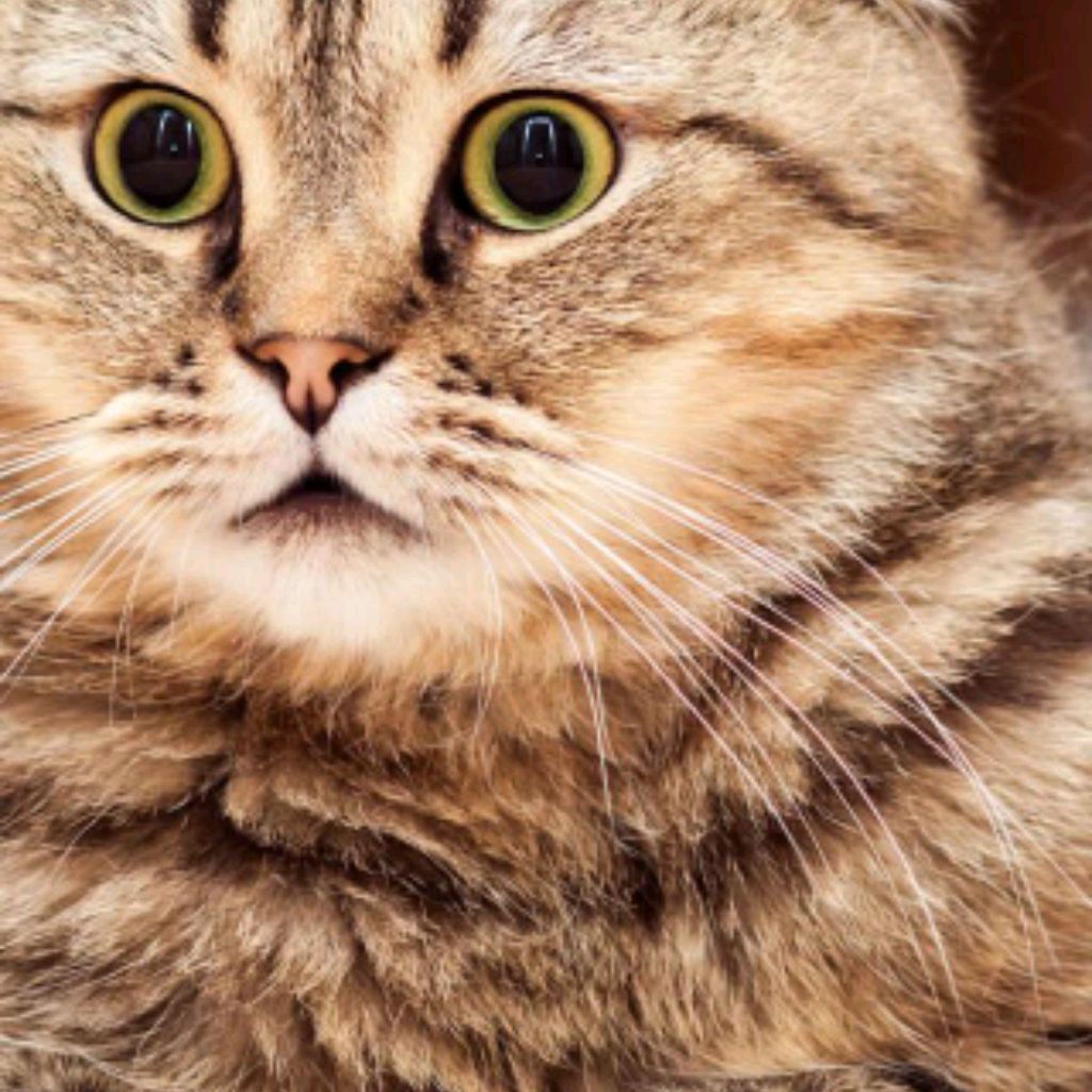 Кот_то