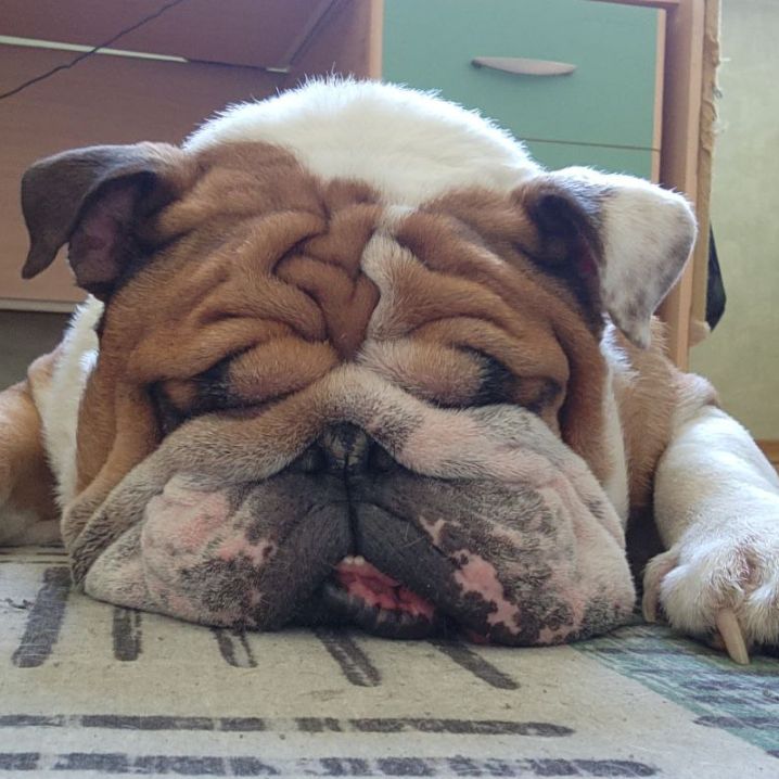 DogBarny