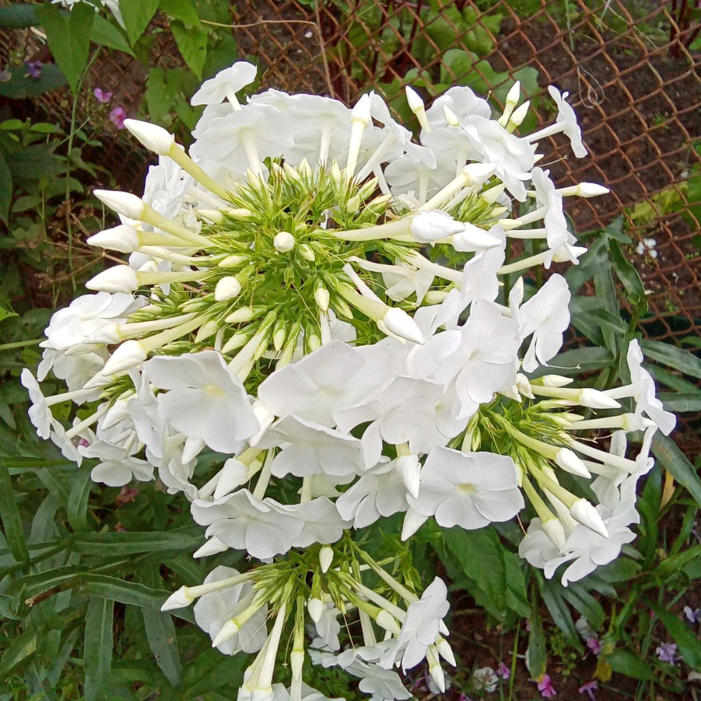 VERA