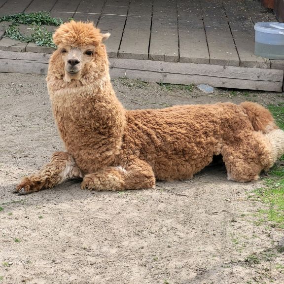 Lint_olga