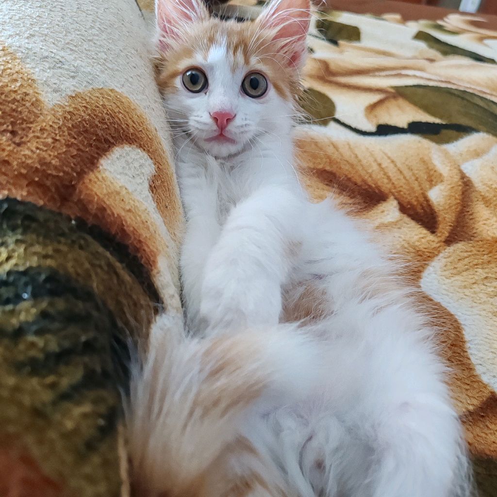 Stories_from_Kayusha🐾