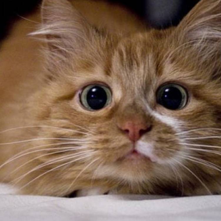 Xiticat ✓