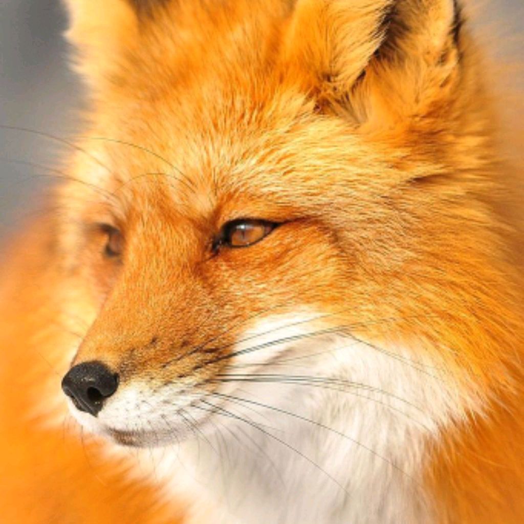 Fох