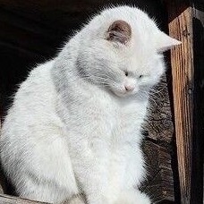 Соня