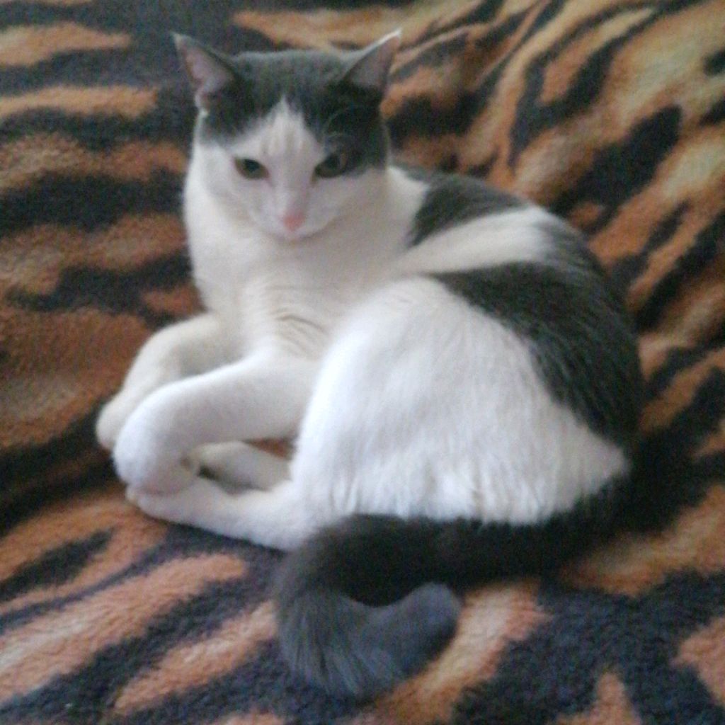 Elorele