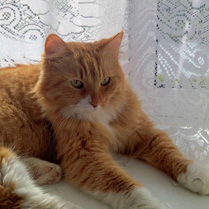 Sir Baristan