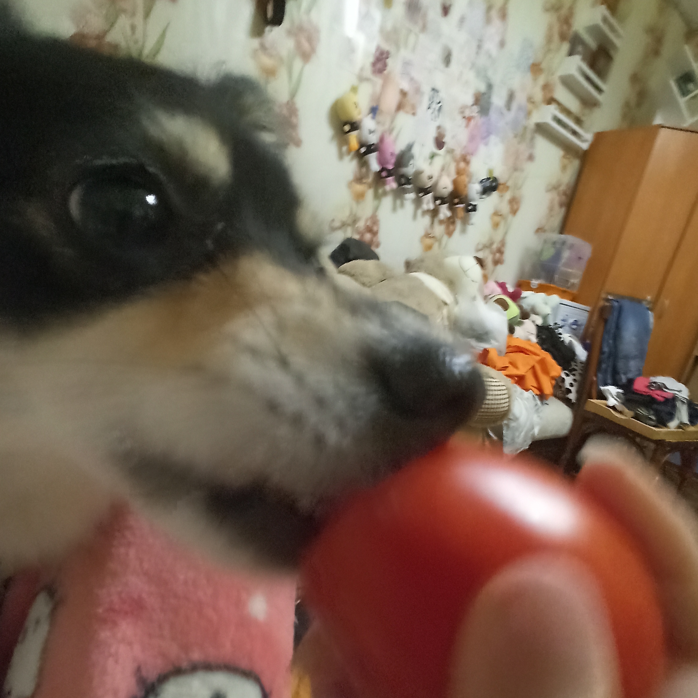 Bebebe