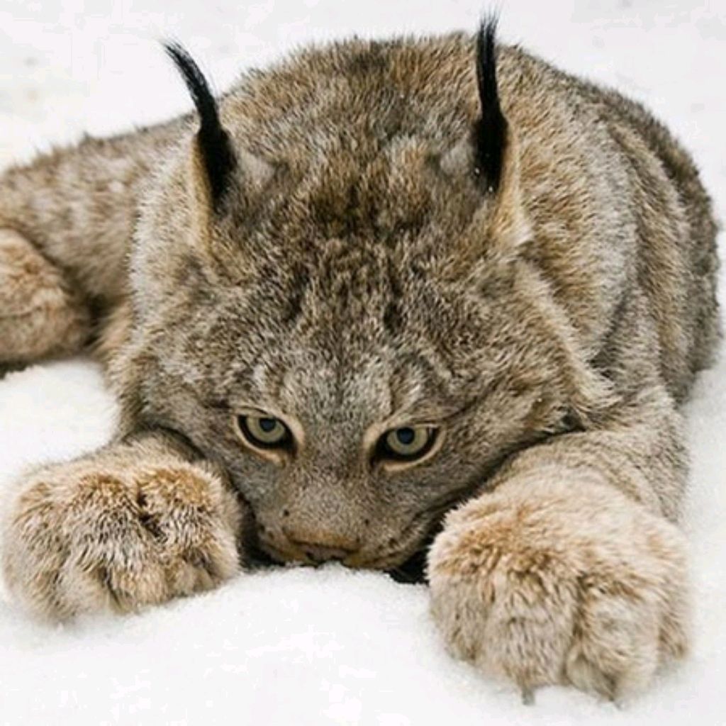 Рысь