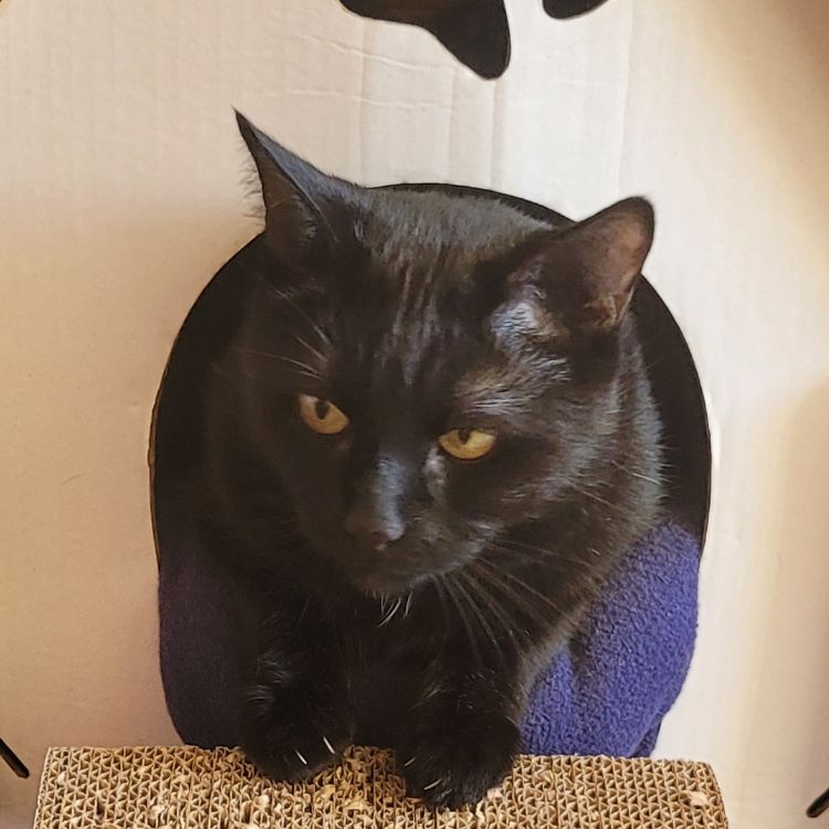 Кеша Котов