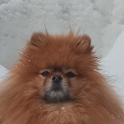 Ольга Ди