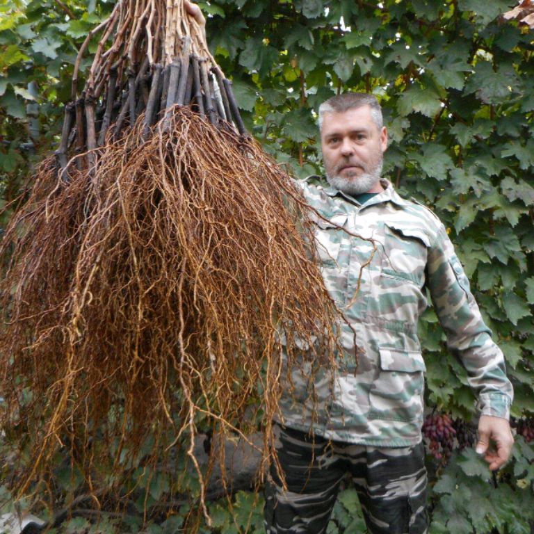 Виноград Сергея Мансурова🍇🍇🍇
