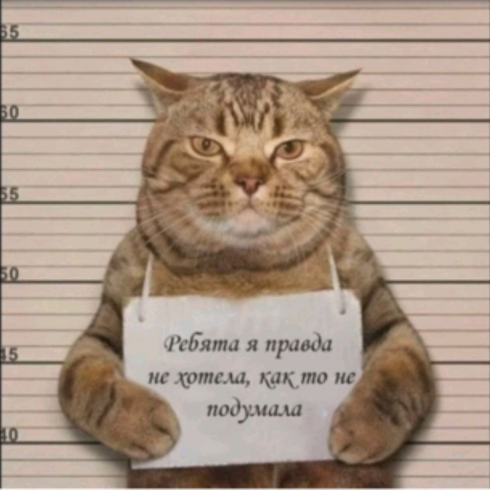 Kotika